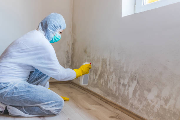 Licensed Mold Removal service in Virginia, VA - WQB Mold Removal