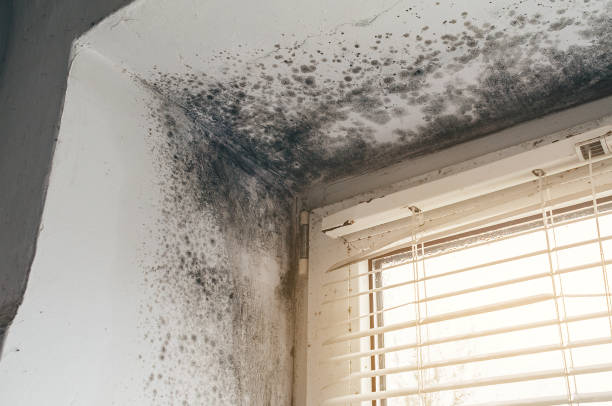 Affordable Mold Removal solutions in Virginia, VA